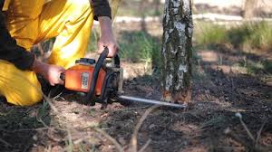 Best Tree Trimming and Pruning  in Palos Hls, IL