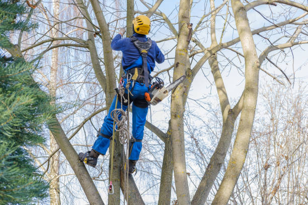 Reliable Palos Hills, IL Tree Services Solutions